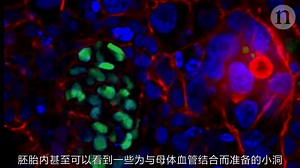 【3D演示】人之初-人如何形成的全过程