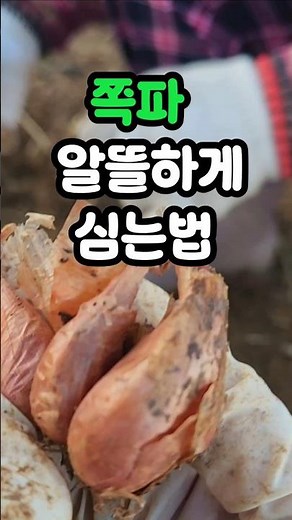 쪽파씨 알뜰하게 파종하는법! #C플란트티 #씨앗소독 #쪽파심는법 #텃밭농사 #농사꿀팁 #GreenFarm #OrganicFarming