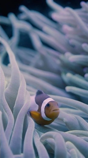 Surreal Underwater Transformation 🌊🐠 | Trippy