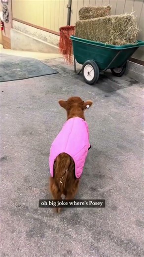 Throwback! Baby mini cows play Marco Polo in the barn before bedtime