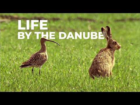 The Wild Beasts of the Danube