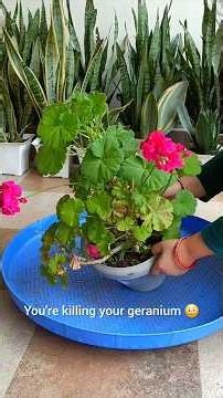 Rootbound Geranium? Repotting Guide | Fresh Soil, Fertilizer & More Blooms!
