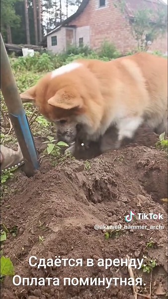 Akswell Hammer (@akswell_hammer_archi)’s videos with Прогулка - Евгений Крылатов