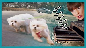 203K views · 1.7K reactions | These Maltese walk SIDEWAYS to avoid their biggest fear: Storm drains! Can Victoria Stilwell help these poor pups face their fears? Get more dog training tips from Victoria on her official site: https://positively.com To enroll in Victoria’s dog training courses at the Victoria Stilwell Academy: https://www.vsdogtrainingacademy.com | Me Or The Dog | Facebook
