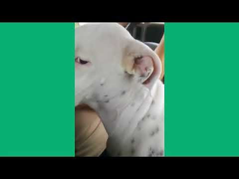 CRINGE COMPILATION : DOG POOPS