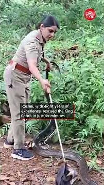 15-foot king cobra rescued in 6 minutes by Kerala woman forest officer |