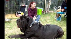 The worlds largest pitbull - Biggest Dog Found On Earth - video Dailymotion