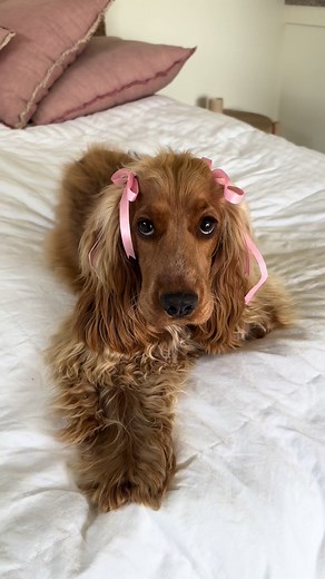 Adorable English Cocker Spaniel Puppy Moments