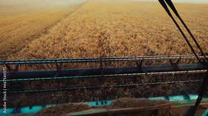 Harvesters for harvesting grain while working. View from the combine harvester cab, harvesting machinery in the field. Harvest season. Grain harvesters works in the wheat field in slow motion video