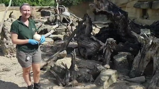 World Meerkat Day. To mark World Meerkat Day, keeper Hayley treated our ever-popular Meerkat mob to a special enrichment. All of our enclosures are designed to provide lots of natural environmental enrichment but keepers also provide additional enrichments too. For our Meerkats, Hayley hid treats inside a hollowed-out Ostrich egg for them to enjoy. Meerkat facts: * Meerkats (Suricata suricatta) can recognise each other’s voices. A study of wild Meerkats in South Africa found that they could iden