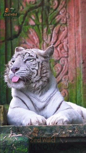 Why White Tigers Are So Rare in the Wild | The Truth About Their Genetics