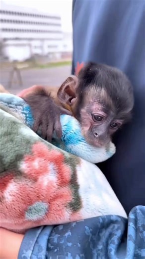 Capuchin Monkeys: Smart Tool-Using Primates