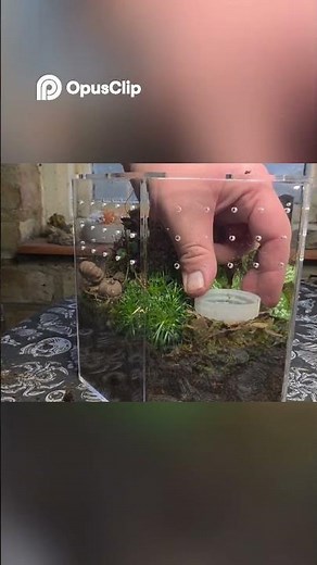DIY Terrarium Decor: Water Bowl & Pods for Your Mini Ecosystem