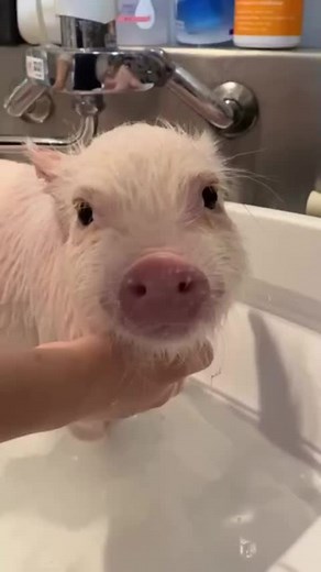 do you want a little pet piggy? 😍🐷 #micropig #micropigs #minipig #minipigs #piglet #piglets #pig #pigs #babypig #babypigs #pigmom #pigmum