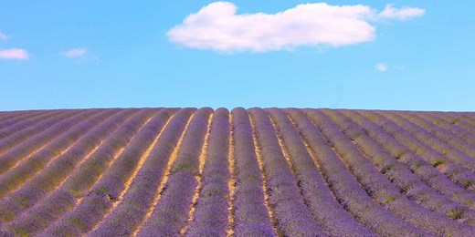 6 spots to admire french lavender fields in bloom | Provence-Alpes-Côte d'Azur Tourism