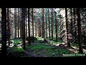 Relaxation Finland - Finnish Summer Forest in 4K - Nature Sounds