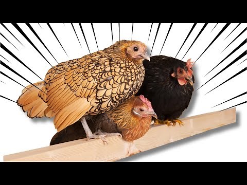 The SMALLEST Chicken in the World