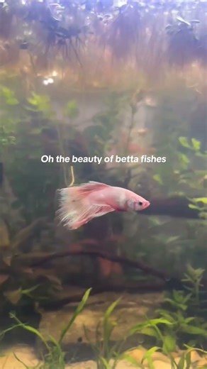 Beauty of Betta fishes 🐟 #shorts #short #betta #bettafish #shortvideo #instagram #reels #fishing