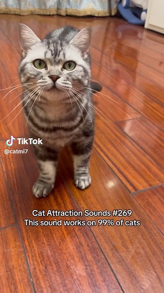 Play this sound to attract your cat 😺🎵 #catsoftiktok #catsounds #catsong #meow #catcalling