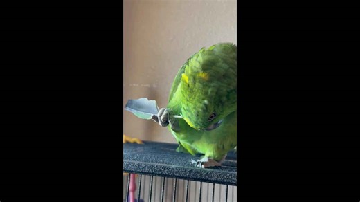 Pet parrot scratches its head with feather in California, USA