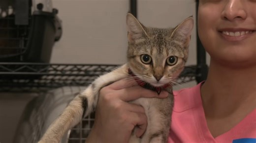 Rio Grande Valley Humane Society launches no‑cost spay, neuter initiative