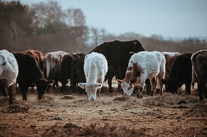 Israel: Ministry of Agriculture reports 1st Crimean-Congo hemorrhagic fever in cattle