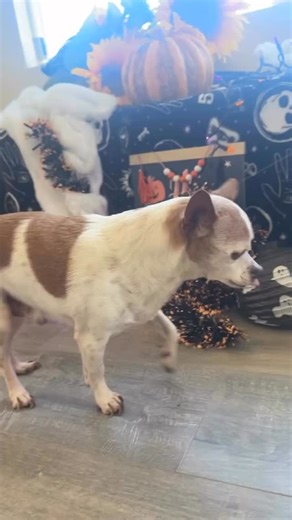 🐾💛 Pony is Available for Adoption 💛🐾 Meet Pony — an adorable 8–9-year-old boy who’s ready to find his forever home! Pony is gentle, loving, and perfectly potty trained. He enjoys short walks, belly rubs, and relaxing by your side. He’s great with other dogs and has a calm, easygoing personality that makes him the perfect companion. Rescued by DaisyLu Ranch, Pony has been fully vetted, including a dental, and has settled in beautifully — now he’s ready to share his big heart with a family of 