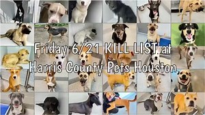 📣📢💲𝐏𝐋𝐄𝐃𝐆𝐄 𝐇𝐎𝐍𝐎𝐑𝐈𝐍𝐆 𝐓𝐈𝐌𝐄 𝐟𝐨𝐫 𝐭𝐡𝐞 𝐩𝐞𝐭𝐬 𝐨𝐧 𝐭𝐡𝐞 𝟔/𝟐𝟏 𝐄𝐮𝐭𝐡𝐚𝐧𝐚𝐬𝐢𝐚 𝐋𝐢𝐬𝐭. 𝐓𝐇𝐄𝐘 𝐀𝐑𝐄 𝐀𝐋𝐋 𝐒𝐀𝐅𝐄! Thank you ALL so much for your continued support! Rescues depend on money pledged to help cover their cost to save an animal. Please take a moment to honor pledges (please mention the pets' names in the comments) as follows: ❤️𝐒𝐔𝐆𝐀𝐑, 𝐏𝐇𝐈𝐍𝐄𝐀𝐒, 𝐍𝐀𝐑𝐔𝐇𝐈𝐓𝐎, 𝐑𝐀𝐅𝐀𝐄𝐋, 𝐒𝐀𝐌𝐌𝐘, 𝐉𝐎𝐄𝐘 𝐉𝐎𝐇𝐍𝐒𝐎𝐍, 𝐋𝐀𝐈𝐍𝐄𝐘, 𝐆𝐔𝐍𝐍𝐄