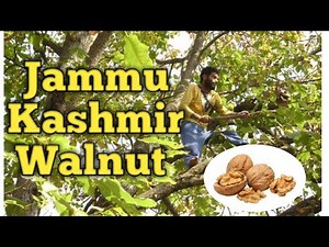 What Does a Walnut Tree look like ? Akroot ki hakikat kya ha Azad Kashmir Special !