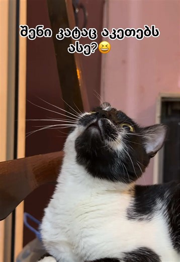 😸😸❤️ #foryou #ფორიუ #funny #catsoftiktok