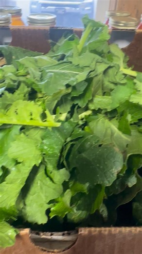 Fresh turnip greens 🥬 | Garrett Farms