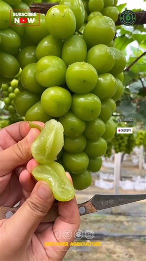 33K views · 32 reactions | Spent the day at the farm cutting grapes,...