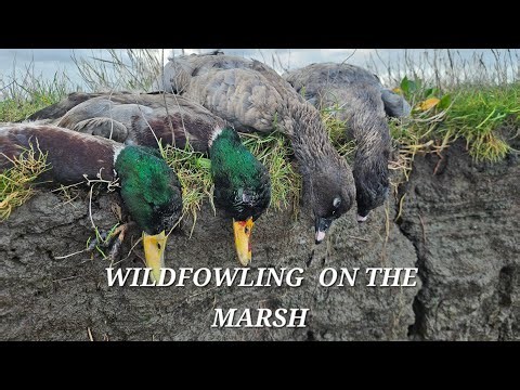 Wildfowling on the Marsh flighting Geese and Ducks