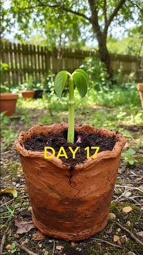 Lilac Bloom Timelapse | Relaxing Purple Flower in Full Spring Beauty 💜✨ #shorts #viral