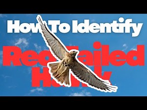 How to Identify Birds: Red Tailed Hawk