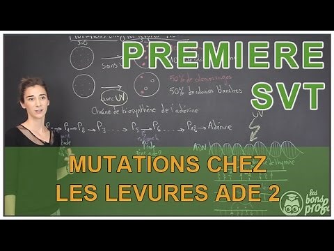 Mutations in yeast Ade 2 - SVT - 1ère - Les Bons Profs
