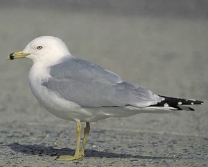 Ring billed gull - Alchetron, The Free Social Encyclopedia