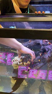Have you ever seen VAMPIRE crabs?! 🧛🏼‍♂️🦀 Known for their dark purple color and vibrant yellow eyes, they’re one of the most captivating aquarium pets you can keep! As you can see in this video, many color variants of these crabs also exist!Naturally, they can live up to 2 years and require a minimum tank size of 10 gallons with an 80/20 land-to-water ratio! Their water temp should range anywhere from 70-82°F and prefer an omnivorous diet. In the wild, these crabs will eat plant material and 