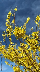 Yellow Flowers of Forsythia Blooming close-up against the Blue Sky Background. Vertical video of Golden Bell, Border Forsythia x Intermedia, Europaea bush in Spring Garden.