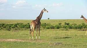 Beautiful giraffe in the wild nature of Africa.