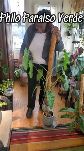 These plants don't just have BIG leaves... they have BIG presence!