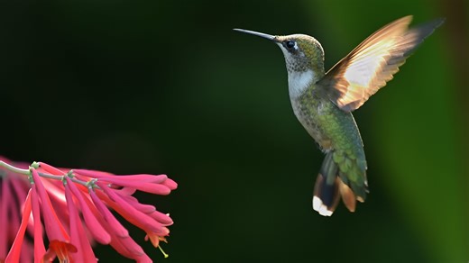 Why native plants are crucial for wildlife, even in your backyard