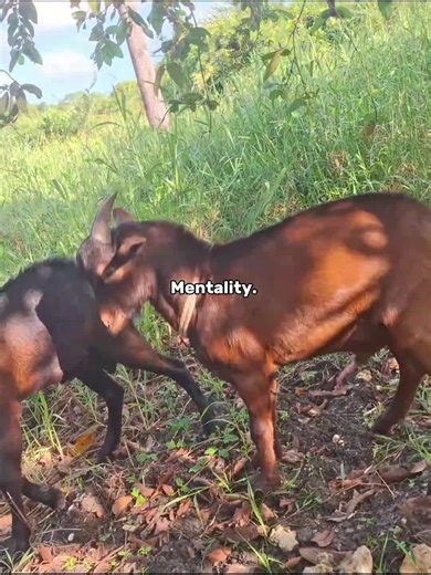 #Meme #MemeCut #CapCut #🤣🤣🤣🤣🤣🤣🤣🤣🤣