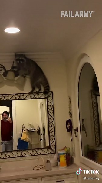Funny Raccoon Moments: Fails and Wild Encounters