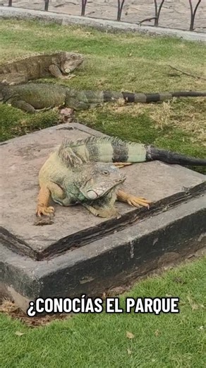 11 reactions | Parque de las Iguanas en Guayaquil ❤️ Video completo en YouTube  #ecuador #quito #guayaquil | Chris T.V | Facebook