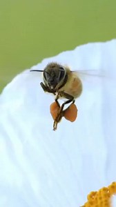 #honey #bees collecting #pollen | Honey Apple Farm