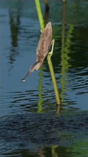 The Reed Warbler's Lightning Beak #shorts #reed warbler #fish