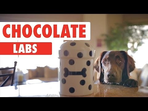 Chocolate Labs