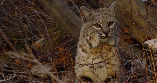 BOBCAT MULE DEER KILL-STOCK