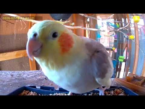 aviary cam, Linus the shy cocktail